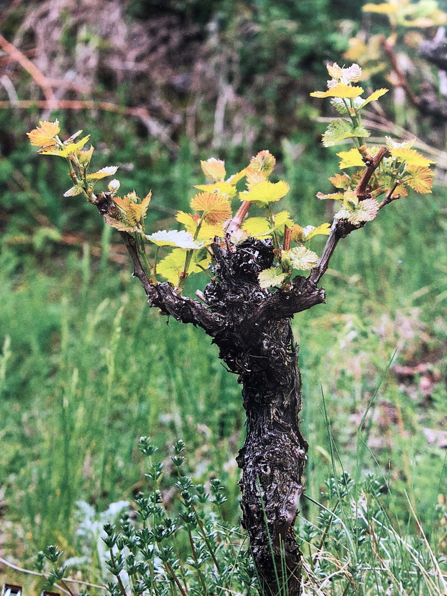 Ich bin der Weinstock, ihr seid die Reben (Lektorin Sabine Ich bin der Weinstock, ihr seid die Reben (Lektorin Sabine